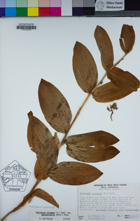 Maianthemum racemosum image