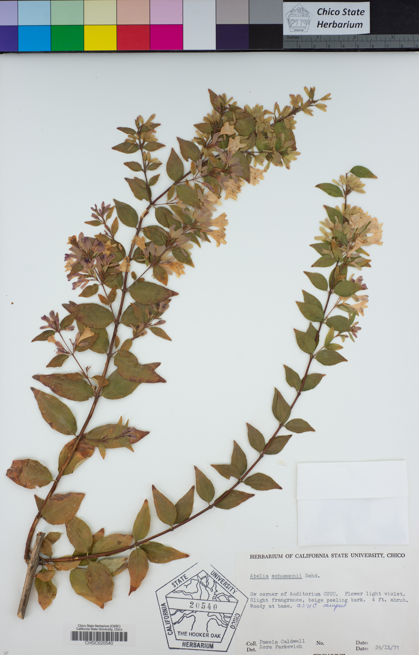 Abelia uniflora image