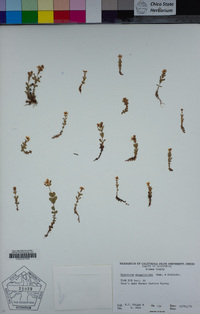 Hypericum anagalloides image