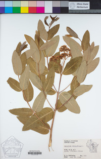 Apocynum cannabinum image