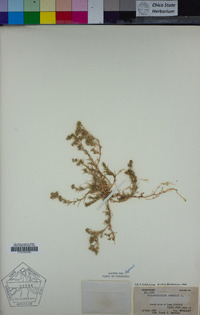 Scleranthus annuus image