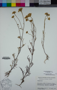 Chaenactis glabriuscula var. megacephala image