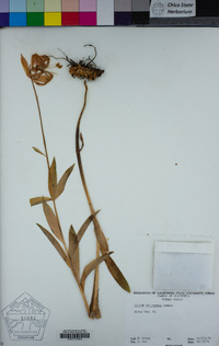 Lilium pardalinum subsp. shastense image