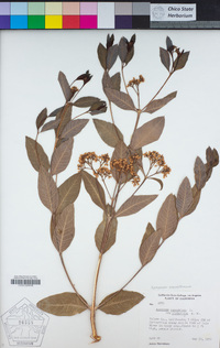 Apocynum cannabinum image