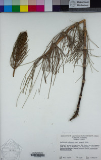 Equisetum telmateia subsp. braunii image