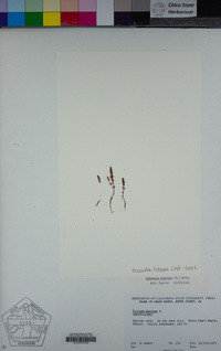 Crassula tillaea image