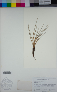 Isoetes howellii image