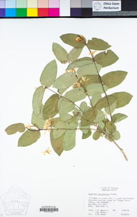 Image of Lonicera ruprechtiana