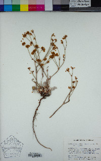 Eriogonum nudum image