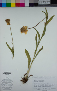 Helenium bigelovii image