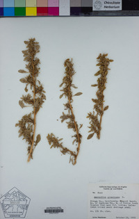 Amaranthus blitoides image