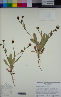 Hedypnois rhagadioloides image