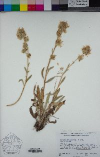 Phacelia hastata image