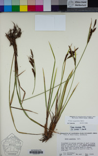 Carex angustata image