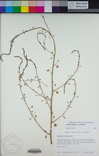 Asparagus officinalis subsp. officinalis image