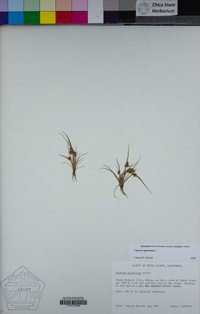 Cyperus squarrosus image