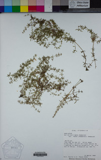 Galium porrigens var. tenue image