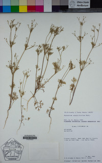 Apiastrum angustifolium image