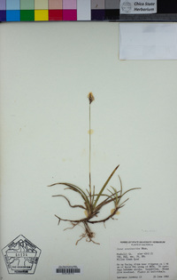 Carex concinnoides image