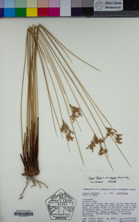 Juncus exiguus image