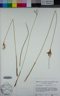 Juncus effusus subsp. pacificus image