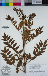 Glycyrrhiza lepidota image