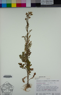 Senecio sylvaticus image