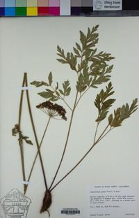 Ligusticum grayi image