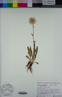 Erigeron glacialis var. glacialis image