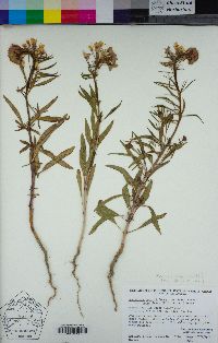 Eremothera boothii image