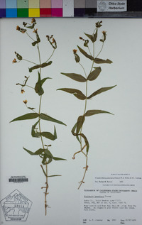 Pseudostellaria jamesiana image