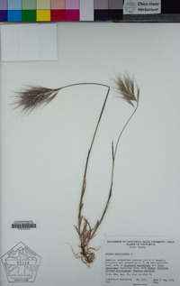 Bromus madritensis image