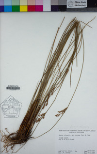 Juncus exiguus image