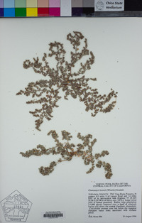Euphorbia hooveri image
