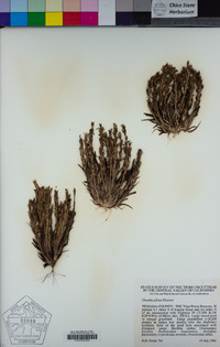 Orcuttia pilosa image