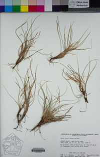 Carex rossii image