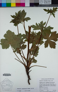 Sanicula crassicaulis image