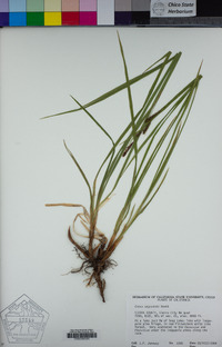 Carex angustata image