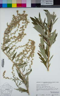 Artemisia douglasiana image