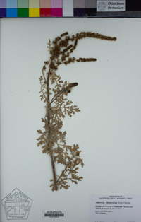 Ambrosia chamissonis image