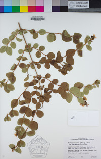 Symphoricarpos albus var. laevigatus image