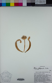 Allium platycaule image