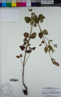 Agastache parvifolia image