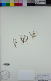 Juncus bufonius image