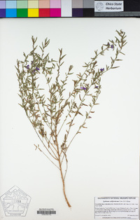 Lythrum californicum image