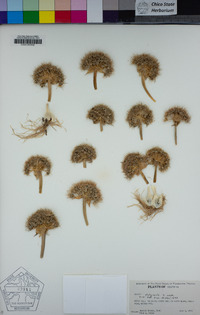 Allium platycaule image