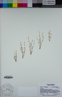 Juncus bufonius image