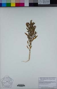 Atriplex phyllostegia image