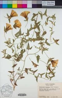 Calystegia occidentalis image
