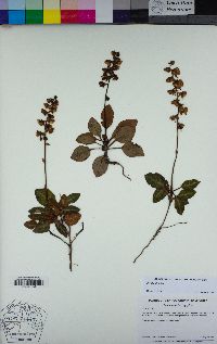 Pyrola picta image